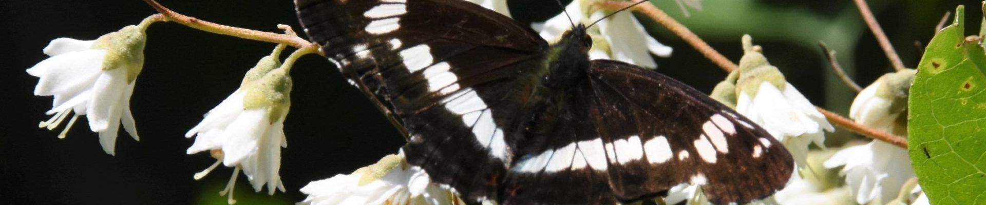 Zelden in Drenthe gezien: Kleine ijsvogelvlinder